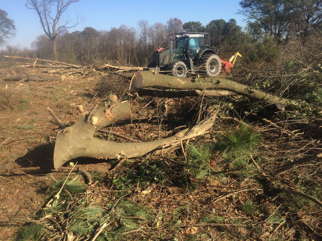Forestry Houston Tree Service Adolfo's Tree Care And Stump Grind Removal 